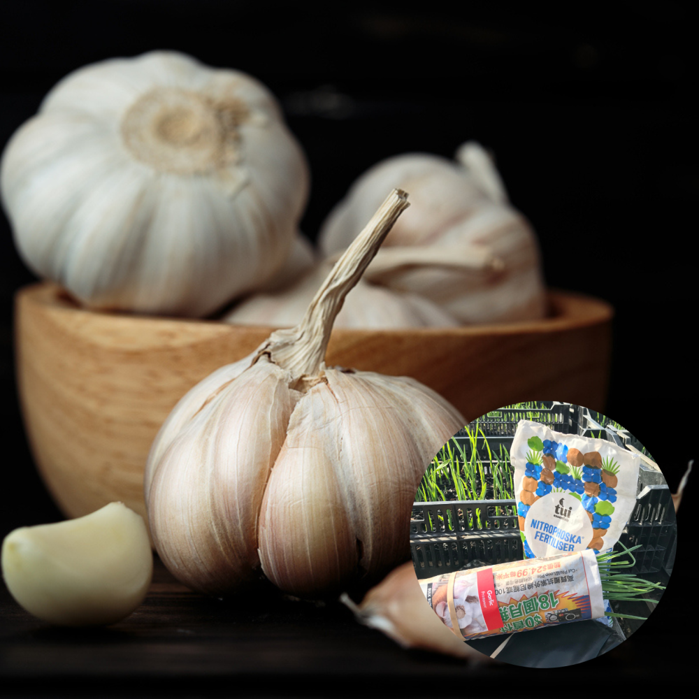 Garlic 50 Plants Nitrophoska Blue 1.5kg Deal